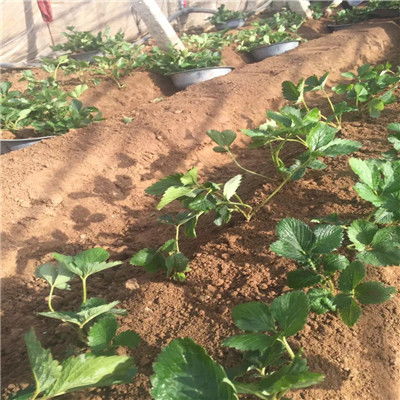 艷麗草莓苗價(jià)格解析與農(nóng)民自產(chǎn)自銷的經(jīng)營(yíng)模式