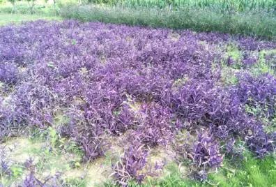 聚焦富民 以樹木種植經(jīng)營(yíng)充實(shí)百姓口袋