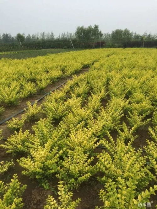 恭賀沭陽縣榮添園林綠化苗木場(chǎng)入駐苗木通 服務(wù)一流，價(jià)格優(yōu)惠