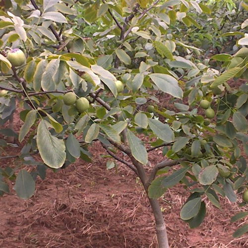 豐產(chǎn)核桃樹苗種植與經(jīng)營(yíng)技術(shù)指南