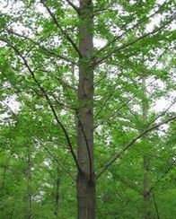 2012河北林木種苗交易會(huì) 推動(dòng)農(nóng)副產(chǎn)品銷售與產(chǎn)業(yè)升級(jí)