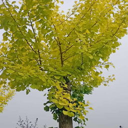 金色盛景 23公分金葉銀杏苗木的價(jià)格與市場(chǎng)分析