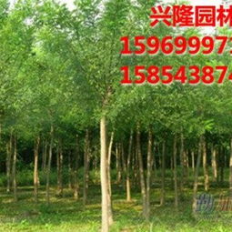 山東濱州興隆景觀苗木銷售公司 優(yōu)質(zhì)速生國(guó)槐與白蠟的專業(yè)供應(yīng)商