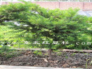 東北紅豆杉保定培育基地苗木47號(hào)樹木種植與經(jīng)營(yíng)