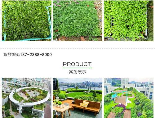 黃金佛甲草的市場(chǎng)價(jià)格、種植與應(yīng)用——以創(chuàng)晟環(huán)保為例