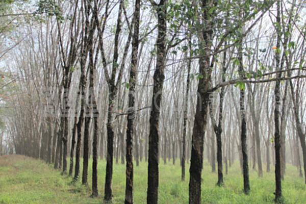 橡膠工廠與樹木種植經(jīng)營(yíng)的共生模式 從林場(chǎng)到車間的可持續(xù)循環(huán)