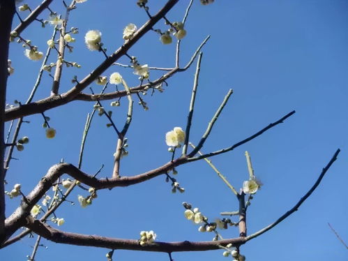 園林綠化技術(shù)詳解 六大苗木修剪方法與高效樹木種植經(jīng)營(yíng)策略