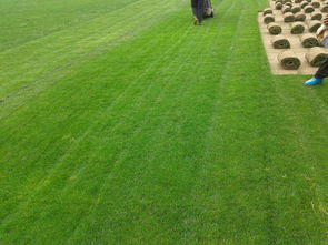 遼陽(yáng)綠化新篇章 草坪種植、苗木基地與樹木種植經(jīng)營(yíng)全解析